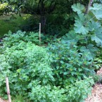 IMG_0699 IMG_0699