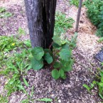 IMG_0702 IMG_0702