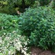 IMG_0809 IMG_0809