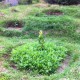 IMG_0818 IMG_0818
