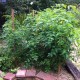 IMG_0825 IMG_0825