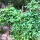 IMG_0827 IMG_0827