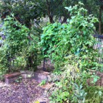 IMG_0888 IMG_0888