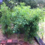 IMG_0892 IMG_0892