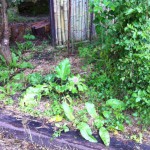 IMG_0894 IMG_0894