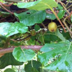 IMG_0896 IMG_0896