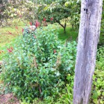 IMG_0898 IMG_0898