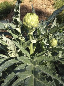 Artichoke_Green_Globe01