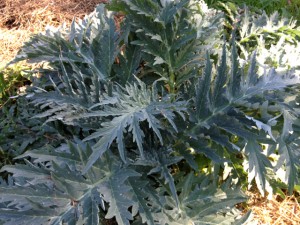 Artichoke_Green_Globe02