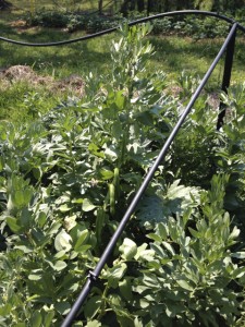 Fava_Red_Epicure03