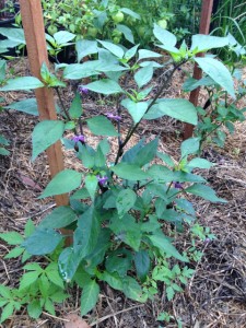 Jalapeno_purple04