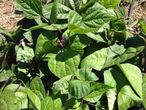 bean_royal_burgundy03