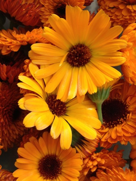 calendula02