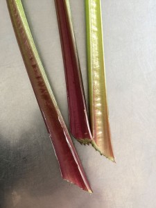 cellery_redstem_03