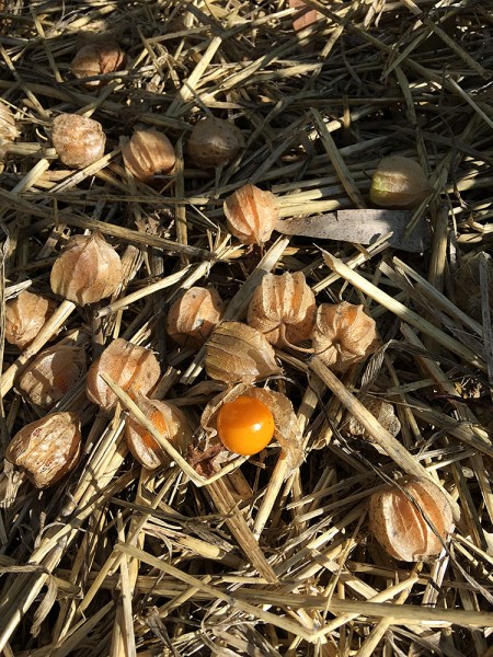 gooseberry_01