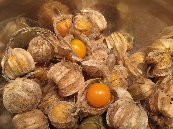 gooseberry_02