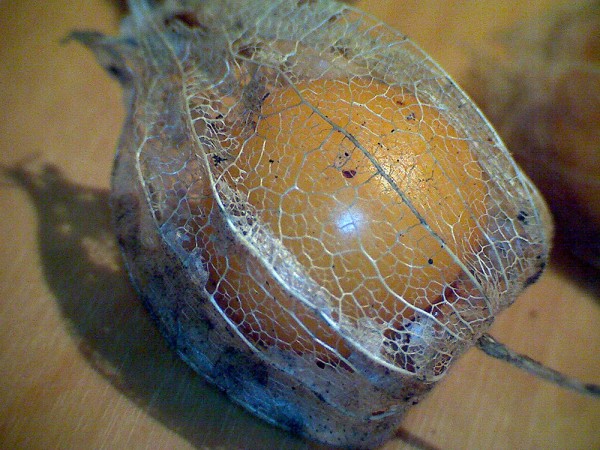 gooseberry_04