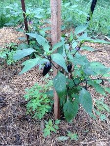 jalapeno_purple03