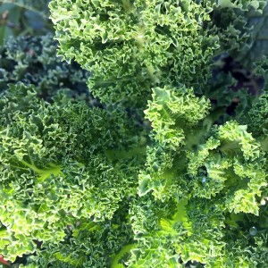 kale_green_curl_2