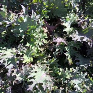 kale_red_russian