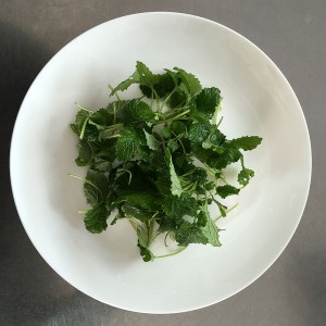 lemon_balm