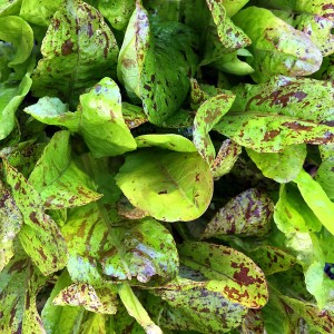 lettuce_freckles_romaine
