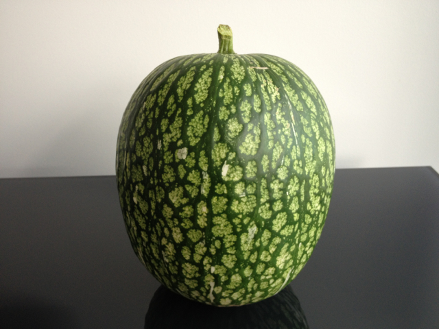 Malabar Gourd – cabell d’àngel — Bio image of Malabar Gourd – cabell d’àngel — Bio