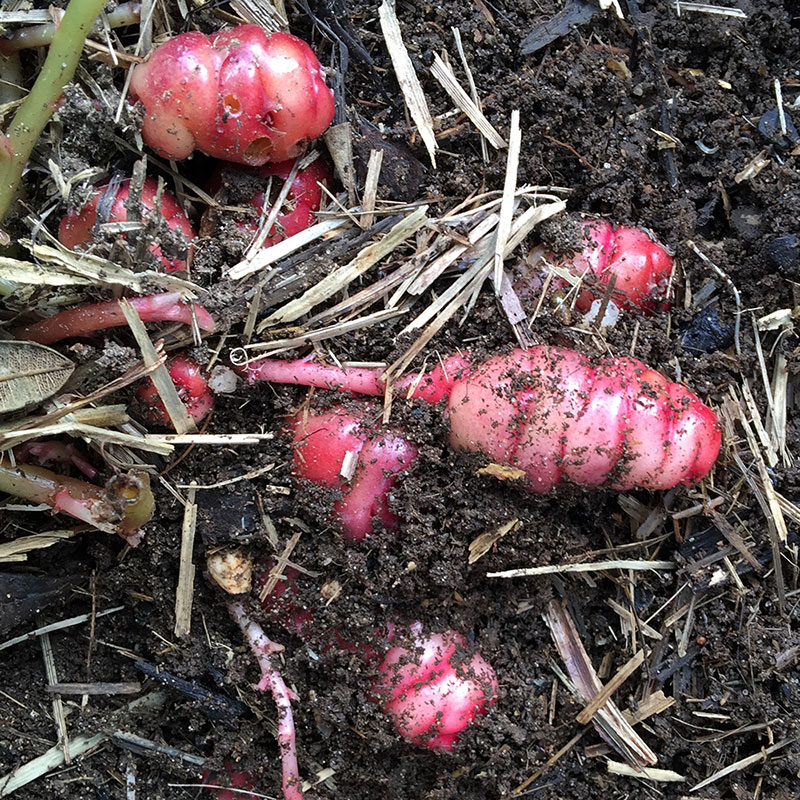 Oca – Oxalis tuberosa — Bio