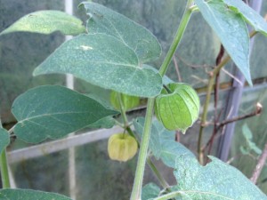 pohaberry2