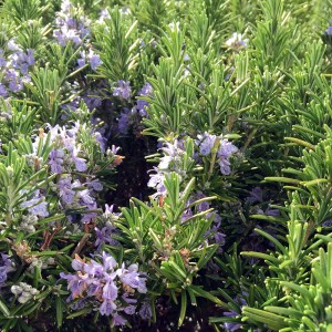 rosemary_high_oil