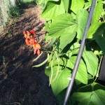 scarlet-runner-bean02