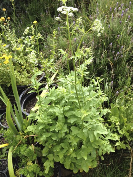 skirret3