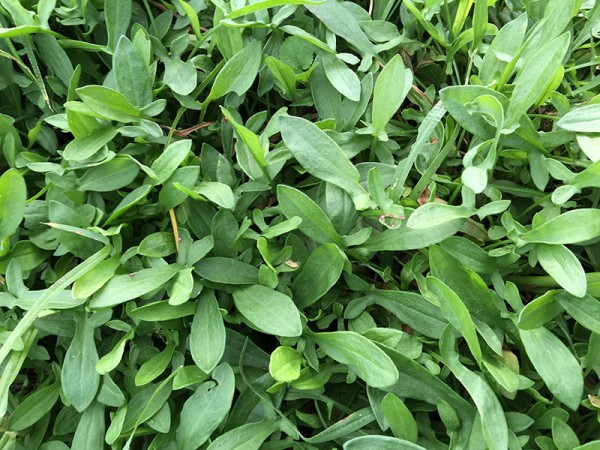sorrel_01