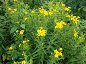 tagetes_lucida_02