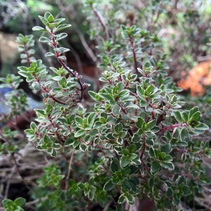 thyme_lemon_varigated