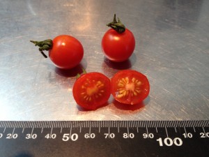 tomato_tiny01