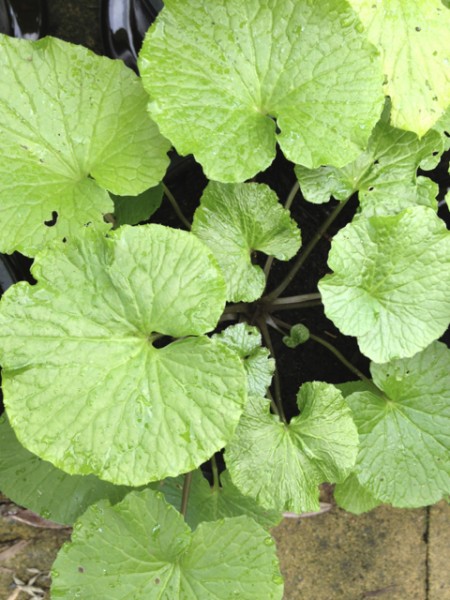 wasabi2