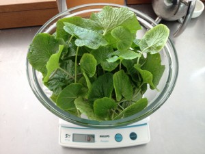 wasabileaf