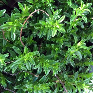 winter_savoury