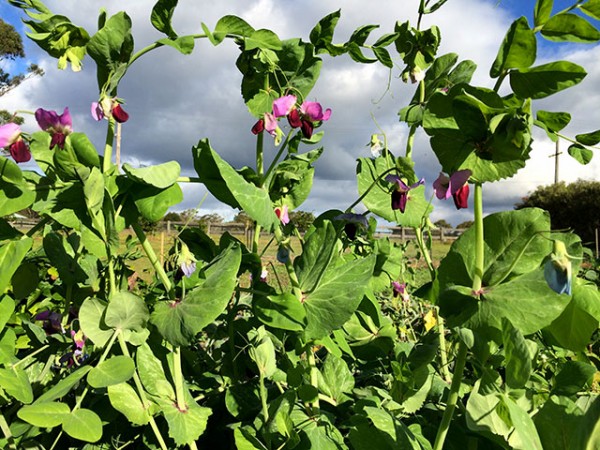 yakumo_snow_peas_05